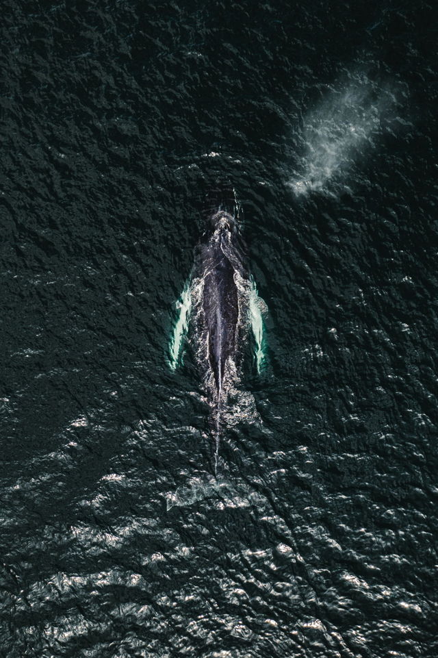 Whale's-Eye View