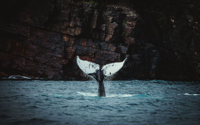 The Dive