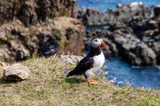Puffin And Their Little Buddy