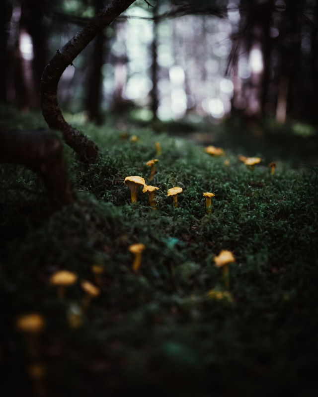 Chanterelle Forest