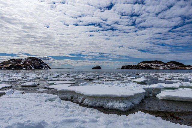 Back Harbour Pack Ice