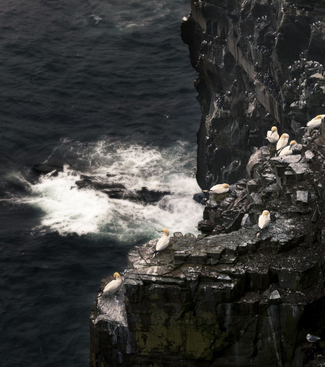 Cape St. Mary's Ecological Reserve