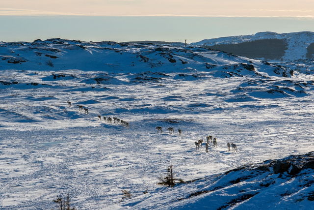 Caribou in Barr'd Islands - cropped