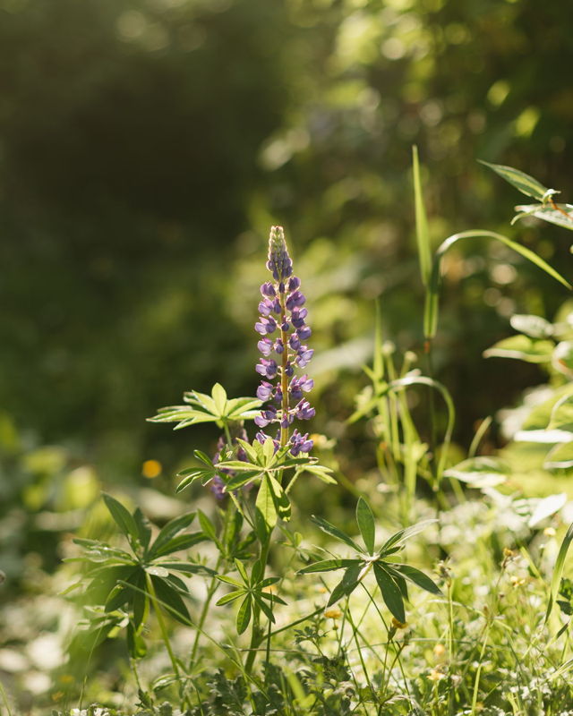 Lupine Season