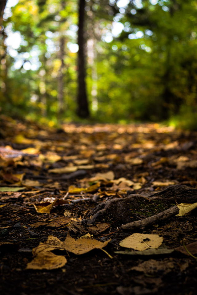 Leaves are falling autumn is calling