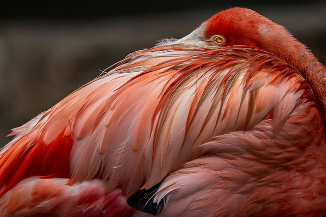 Bashful Beauty