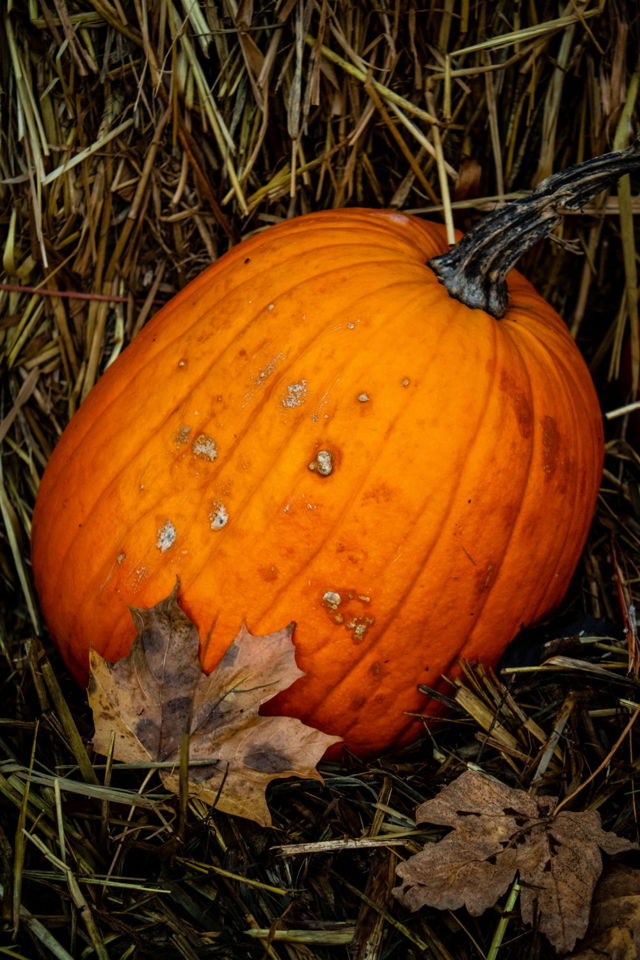 Pumpkin