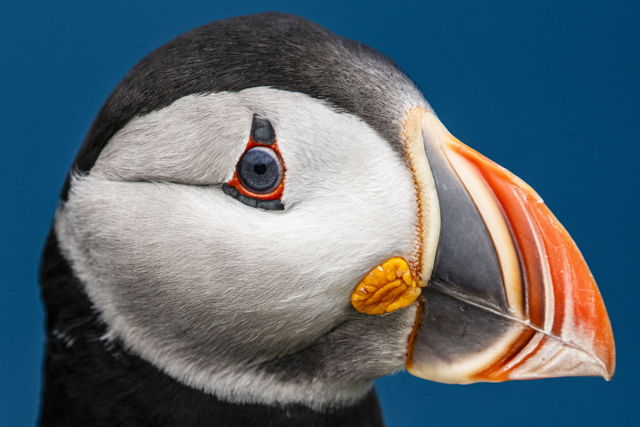 The eye of the Puffin