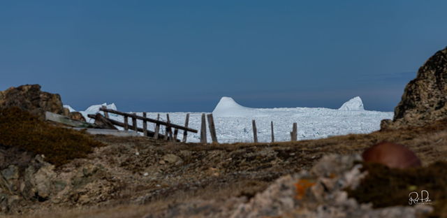 Icebergs in Twillingate NL