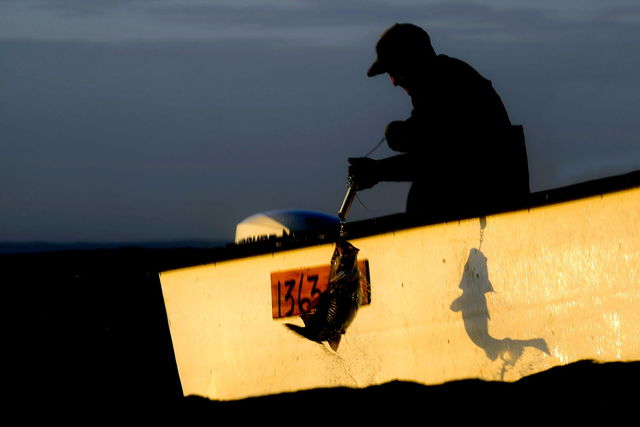 Shadow of the Fishery
