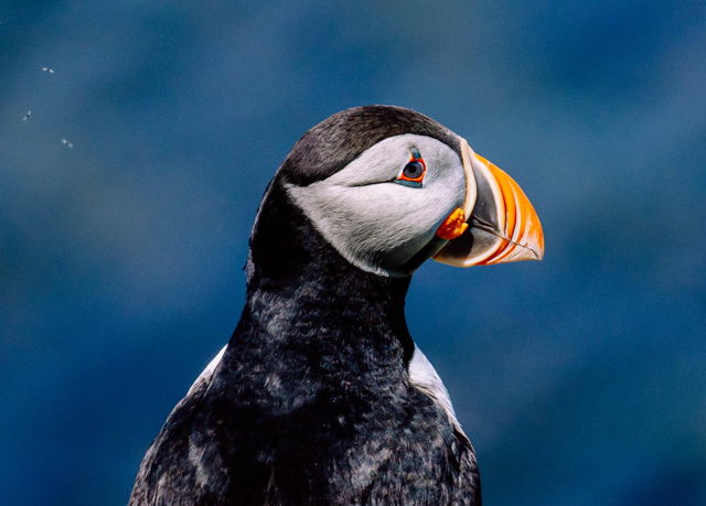 Puffin Profile