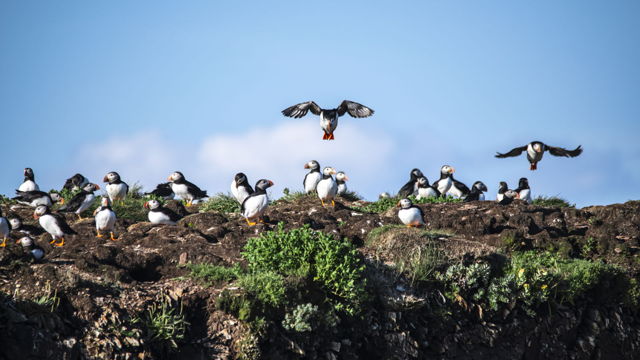 Puffin party in blue