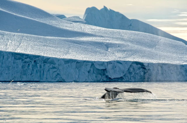 Humpback and Iceberg 4
