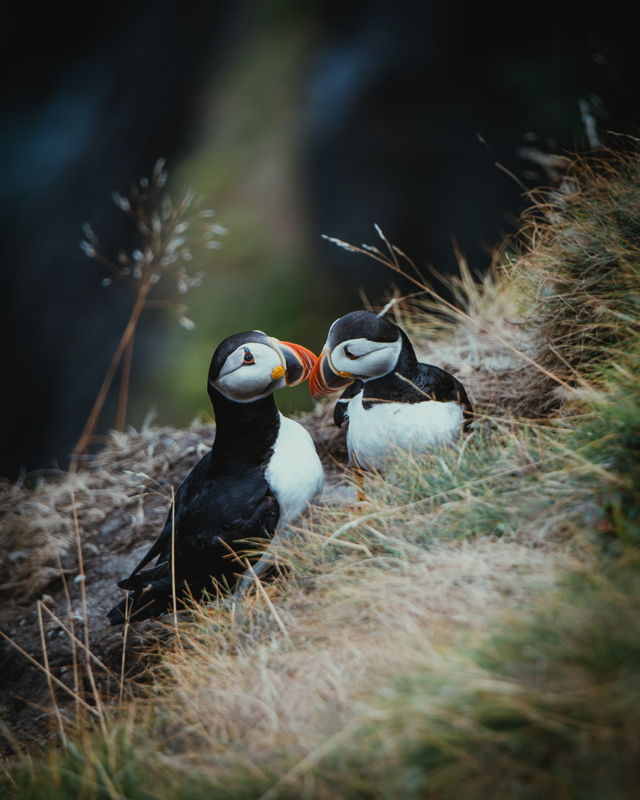 Puffins Mate for Life