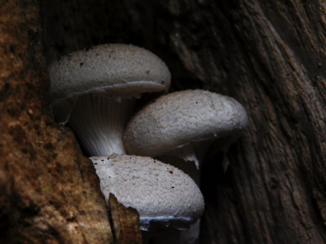 Oysters nestled in a tree