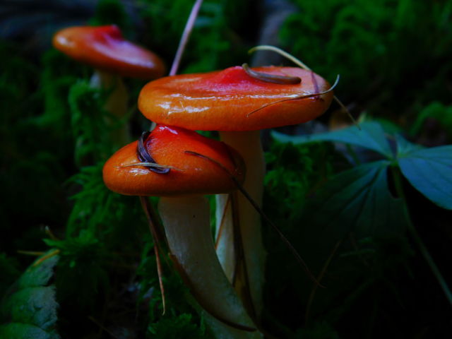 Larch waxcap