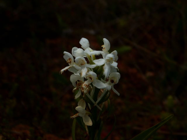 Fringed white orchid 1