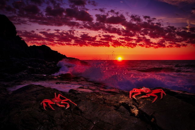 Creatures of the sea.