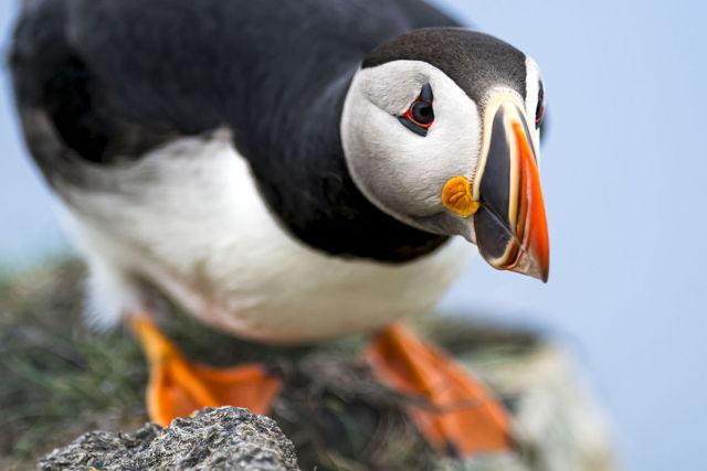 Puffin on edge