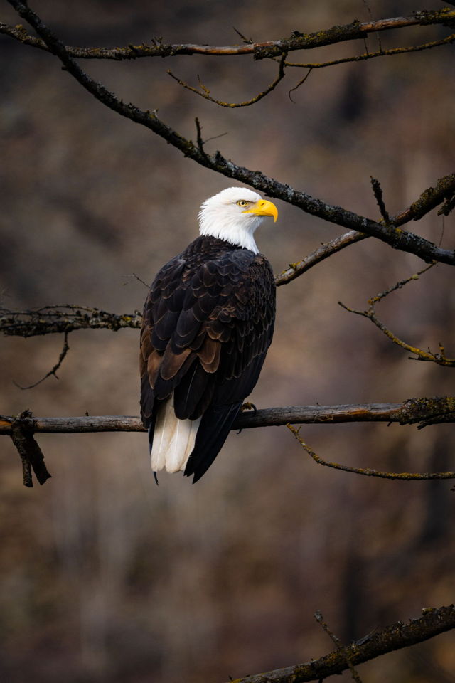 A Watchful Eye