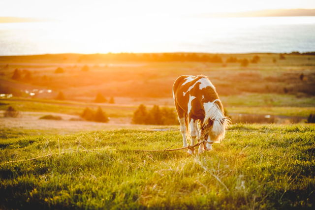 Horse at Sunset