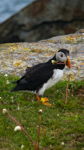 Puffin Offering