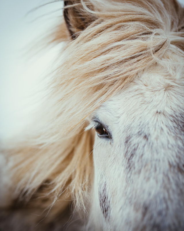 White Icelandic Horse
