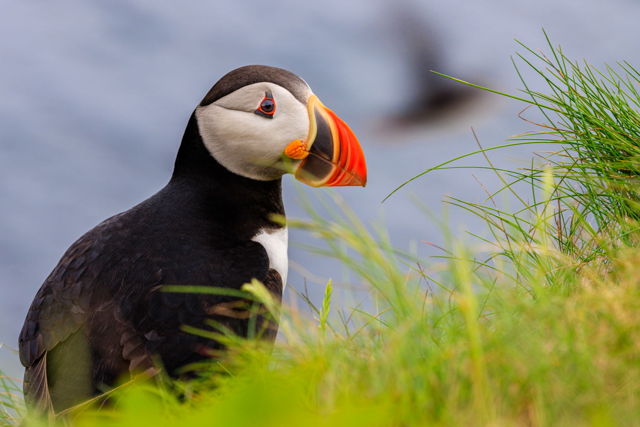 Puffin In The Grass
