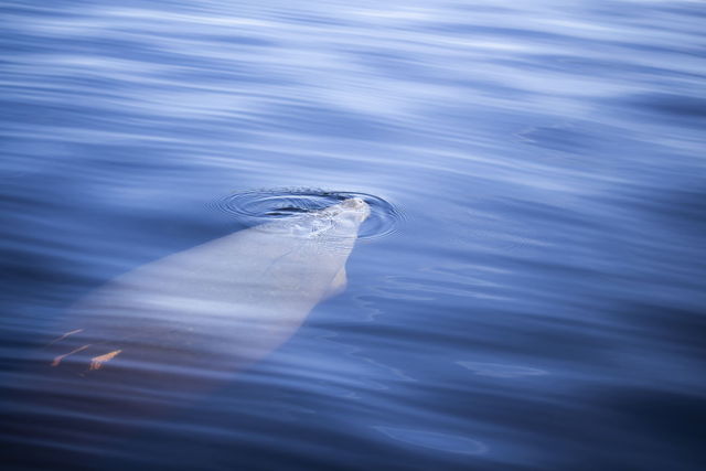 Gentle Waters