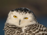 Snowy Owl Closeup