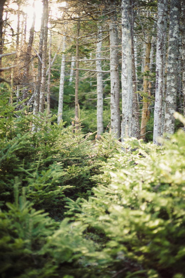 Into the Woods