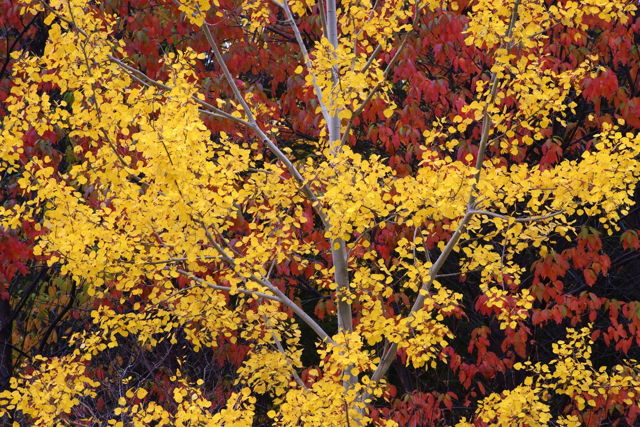Trembling Aspen