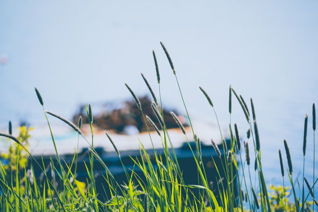 Wildgrass by the Ocean