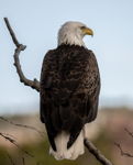 Bald Eagle Portrait