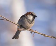 male house sparrow in winter