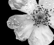 Morning Dew