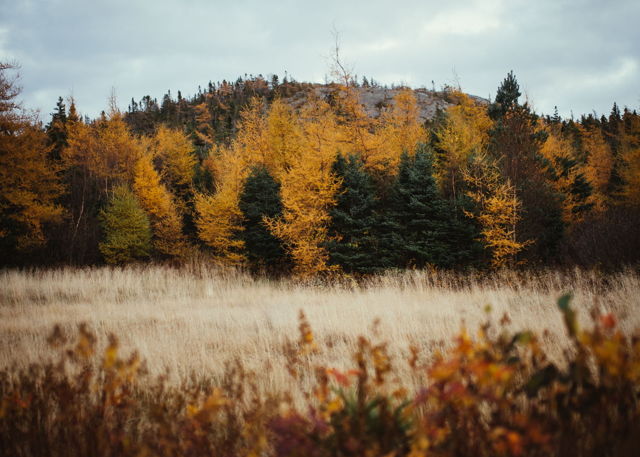 Crisp November