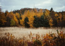 Crisp November