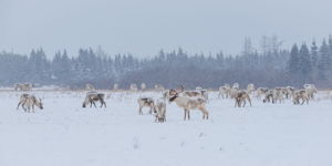 Caribou in the Snow