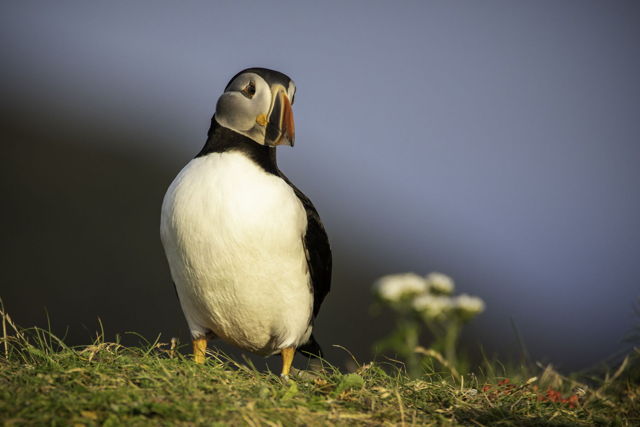 Puffin In Magical Light