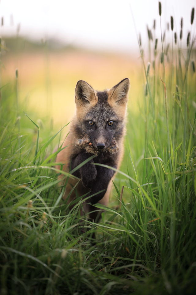Instinct