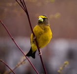 spring evening grosbeak