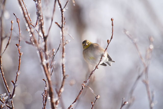 American Goldfinch perched on a ice covered branch