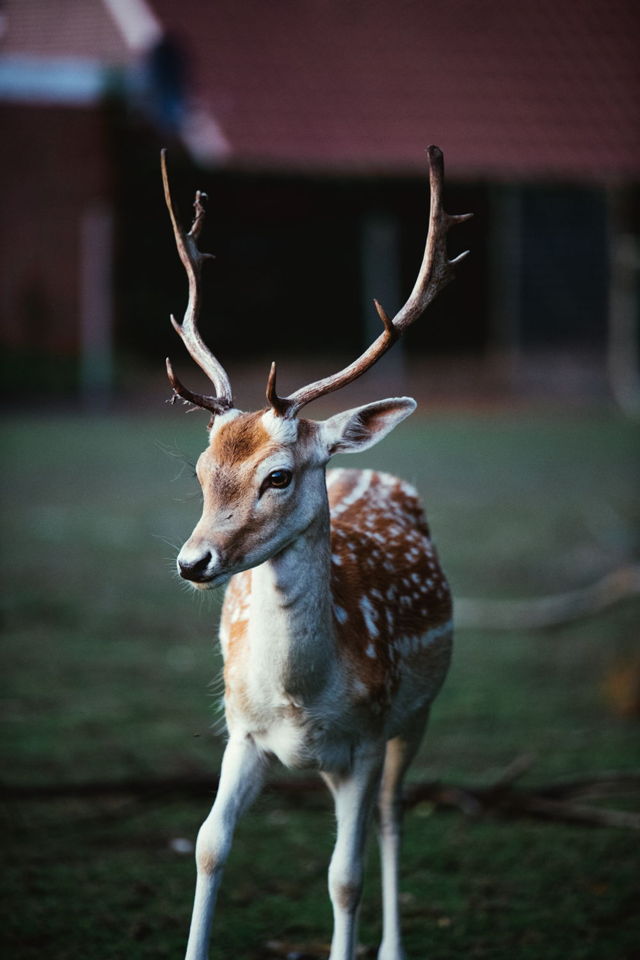 Young buck