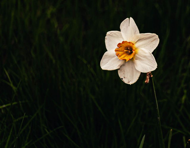 Poet's Daffodil