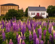 Purple Lupine Garden in a Charming Coastal Neighborhood Bonavista
