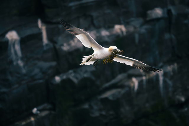 Winged Forager in the Blue hour
