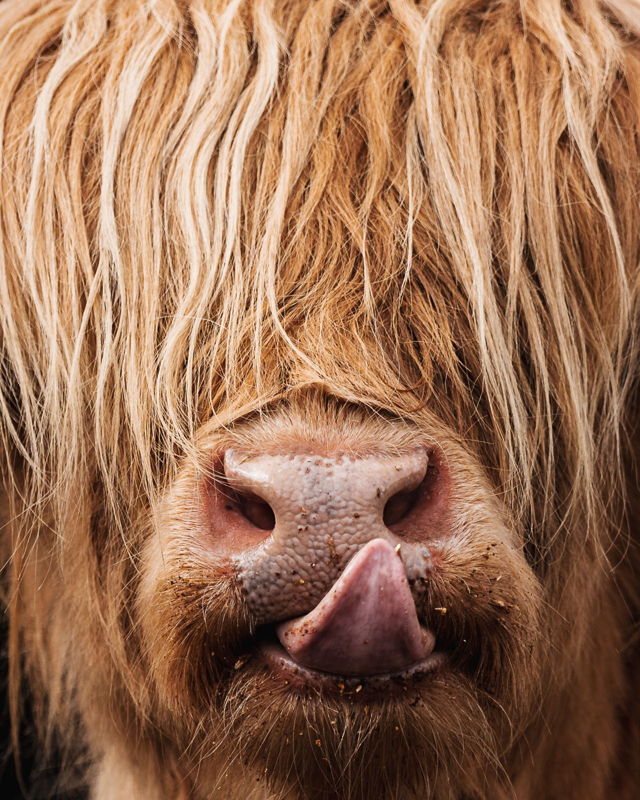 A Hairy Coo