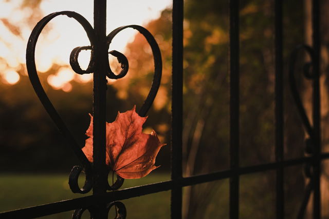 The heart Of Autumn