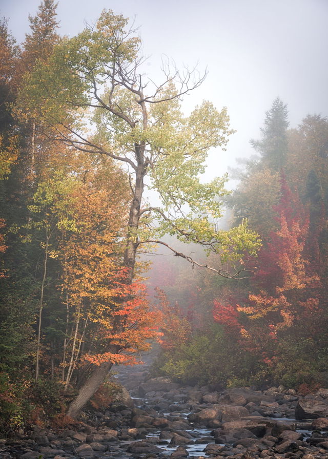 Colors in the Fog